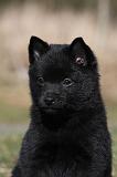 SCHIPPERKE 825